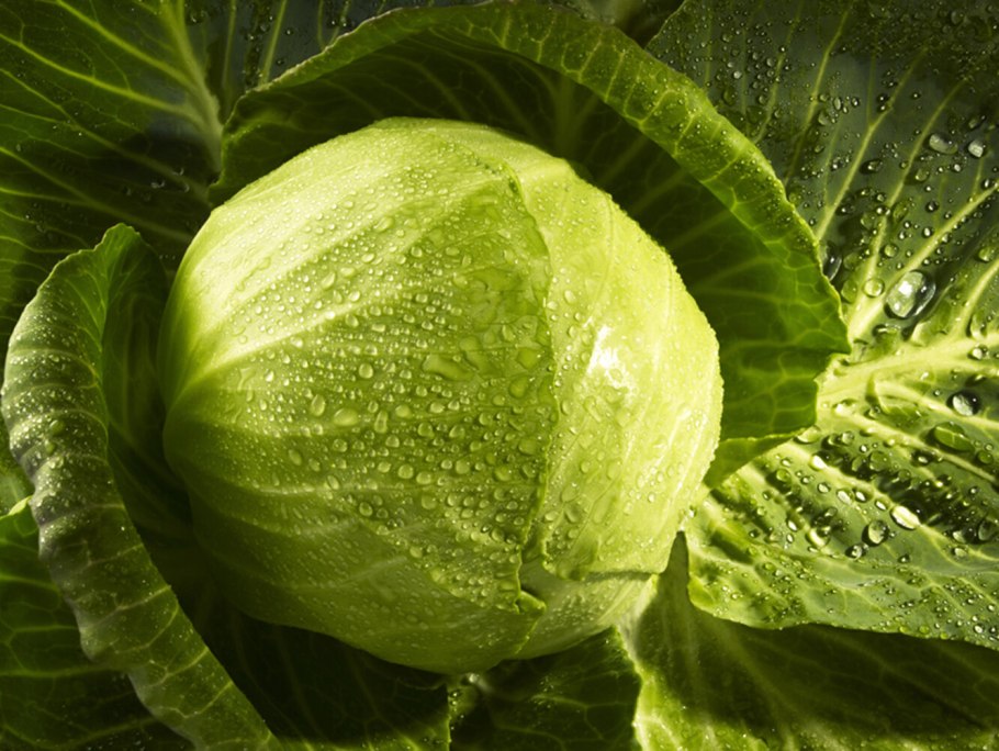 Зелёная молодая капуста и белокочанная