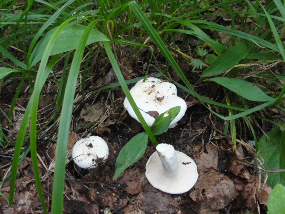 Груздь или скрипун