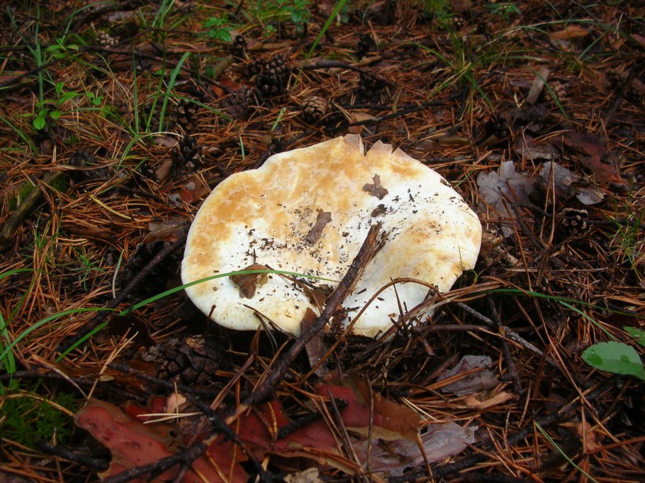 Скрипица Lactarius vellereus.