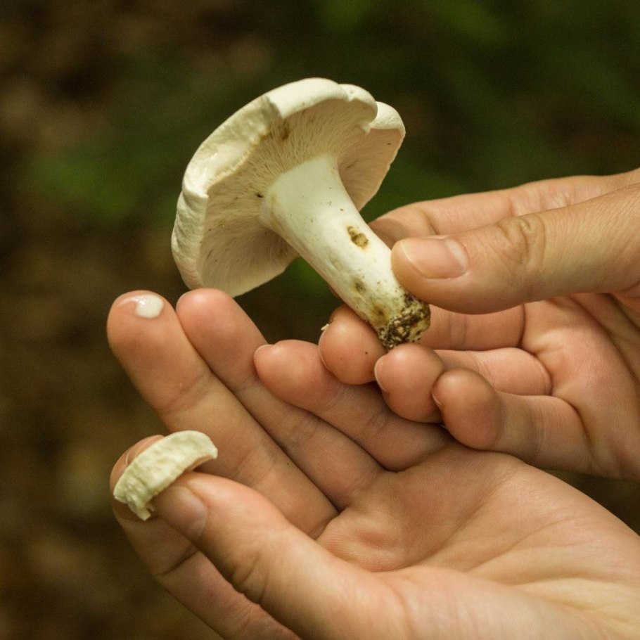 Peltigera Lepidophora