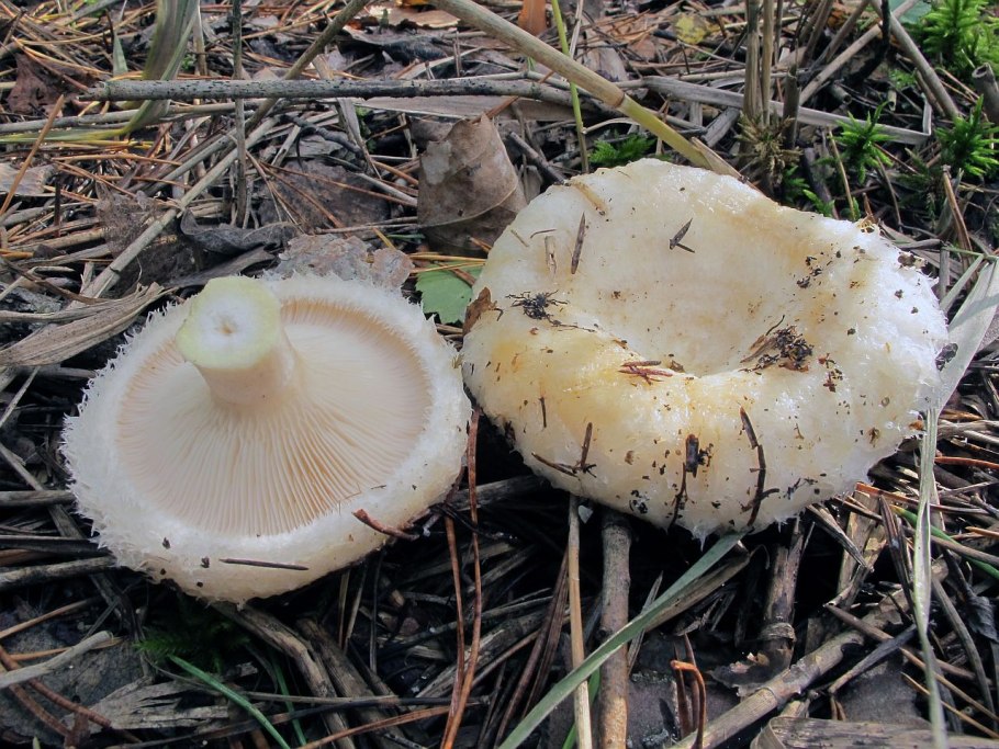 Волнушка белая Lactarius pubescens