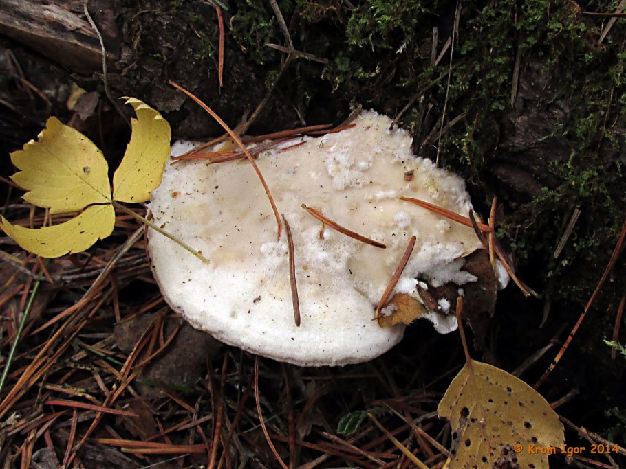 Груздь перечный (Lactarius piperatus)
