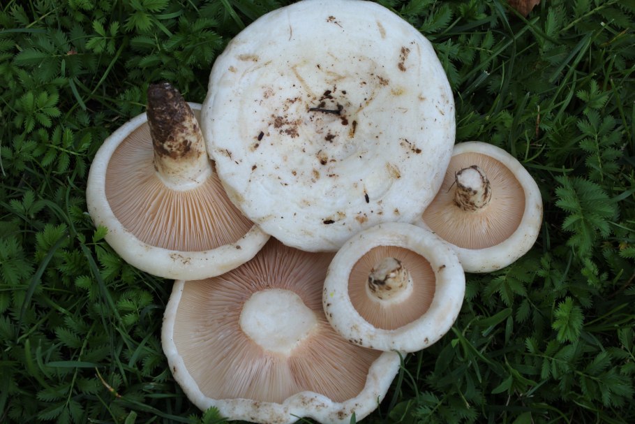 Скрипица гриб съедобный