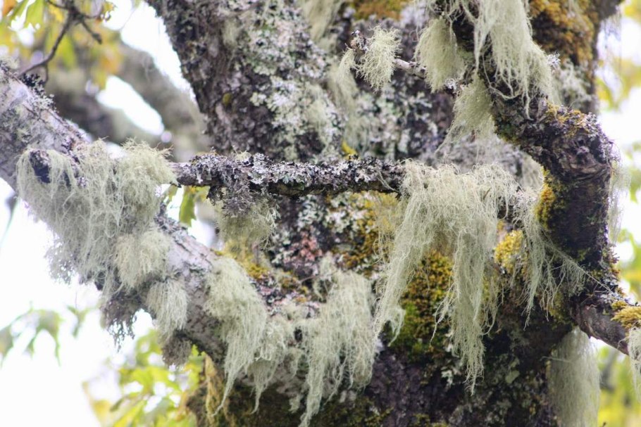 Уснея бородатая лишайник