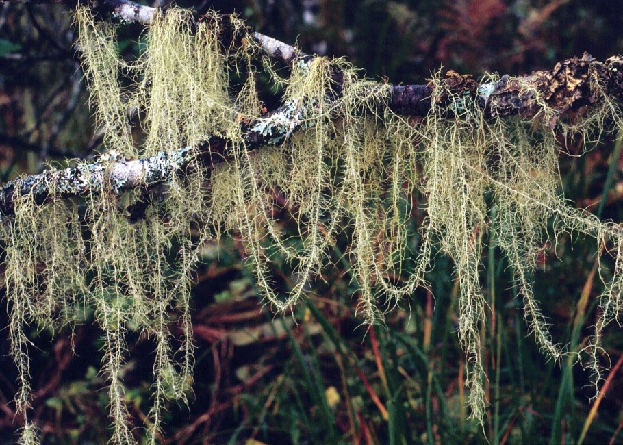 Кустистые лишайники уснея