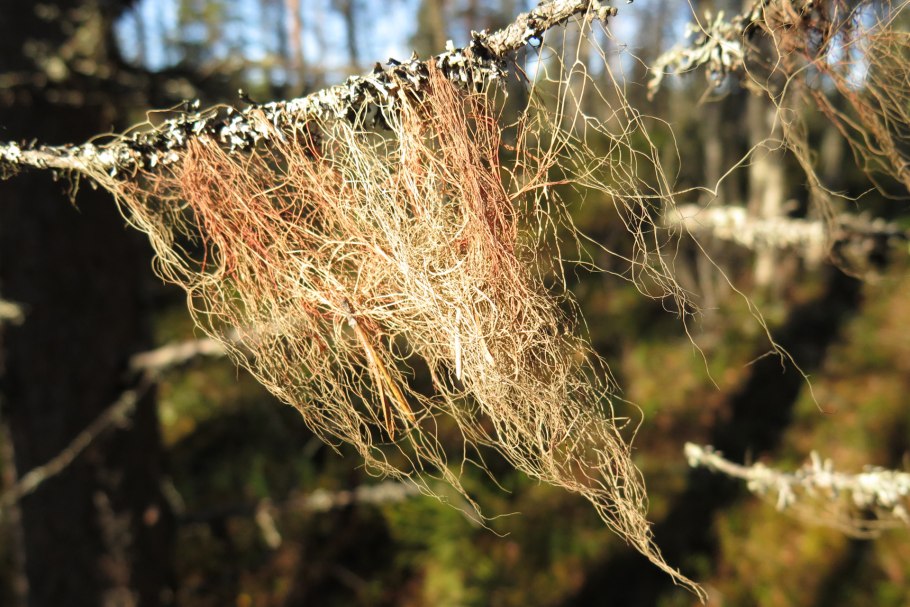 Уснея бородатая лишайник