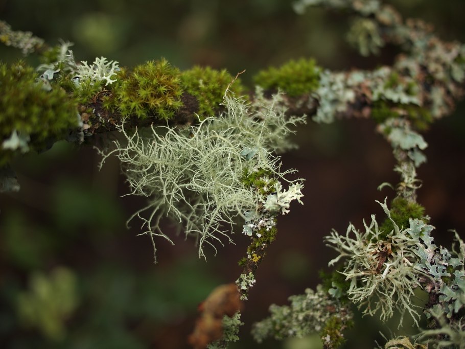 Уснея бородатая лишайник