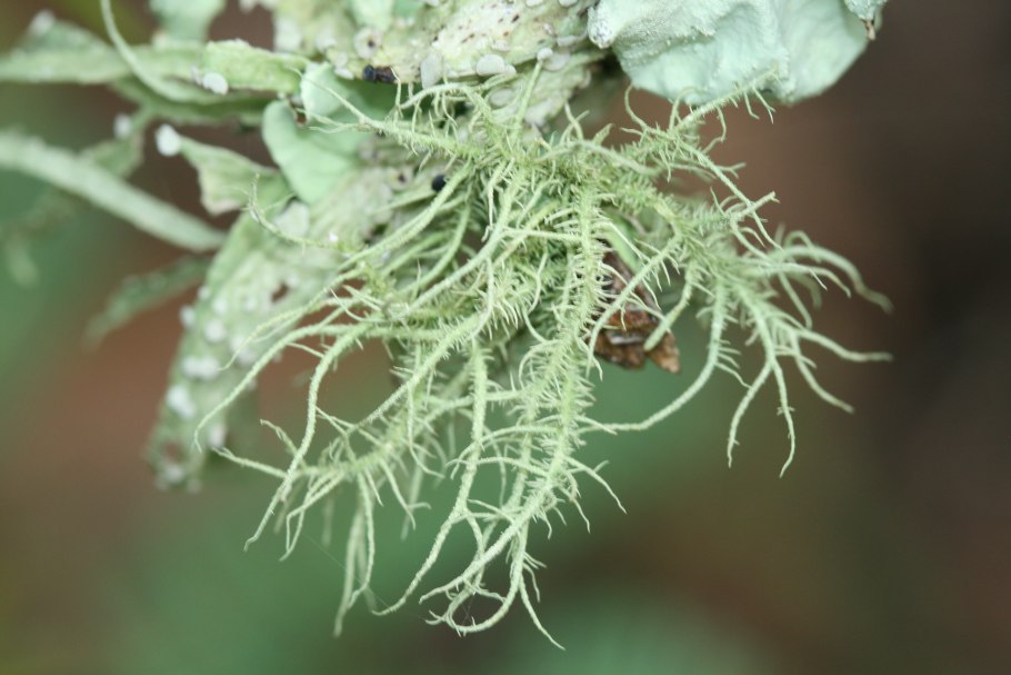 Мохово-лишайниковый лес