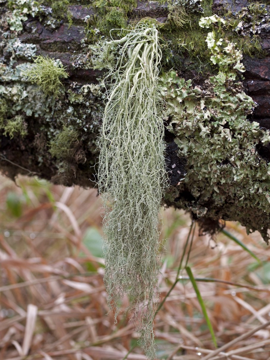 Уснея бородатая