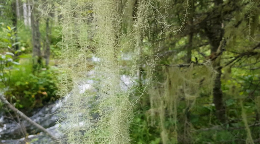 Кунашир уснея