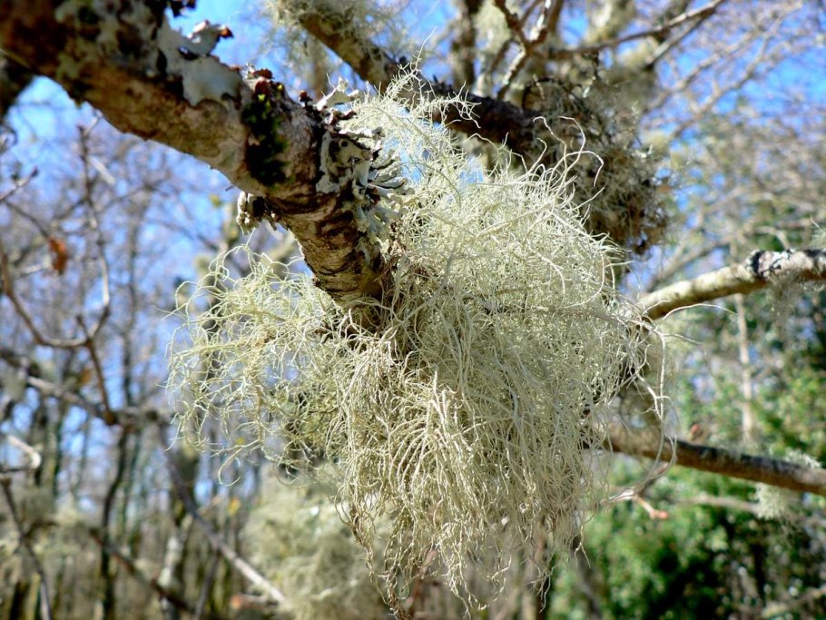 Уснея лишайник