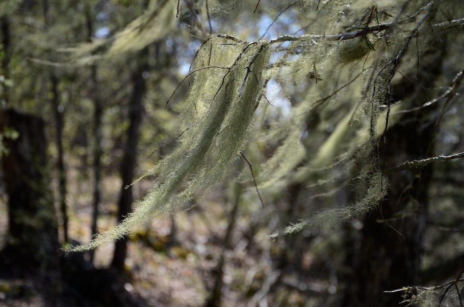 Уснея хохлатая