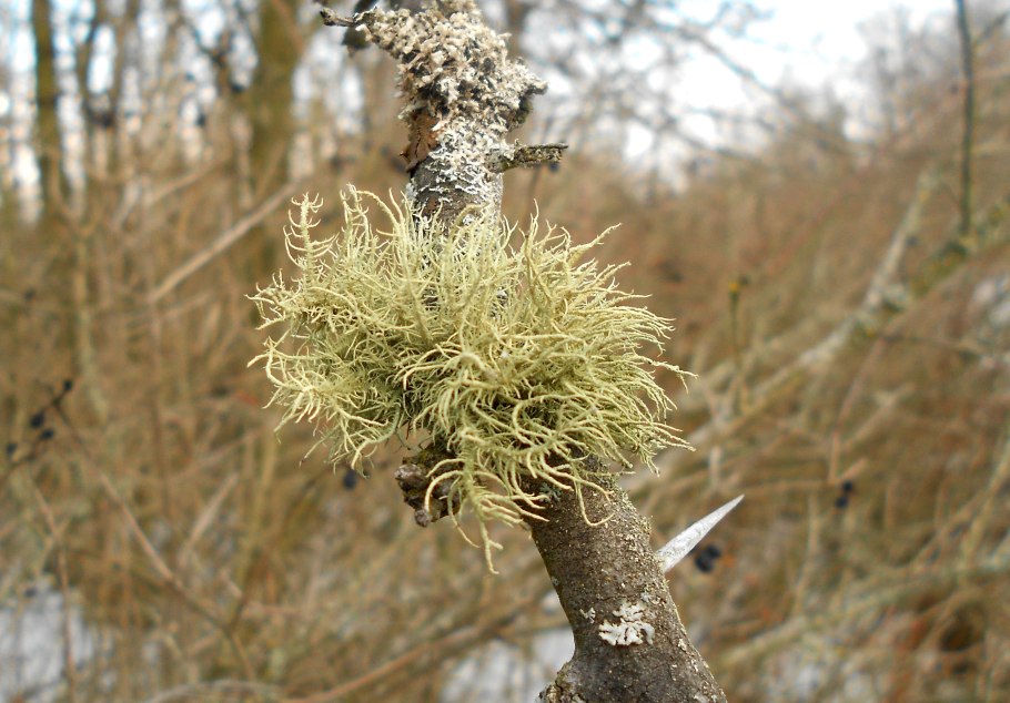 Usnea subfloridana