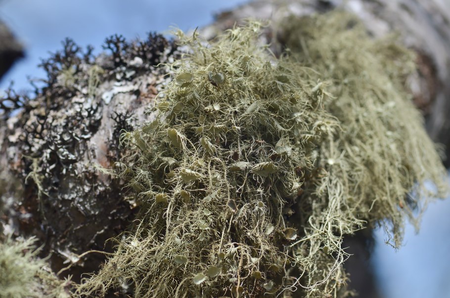 Уснея красноватая