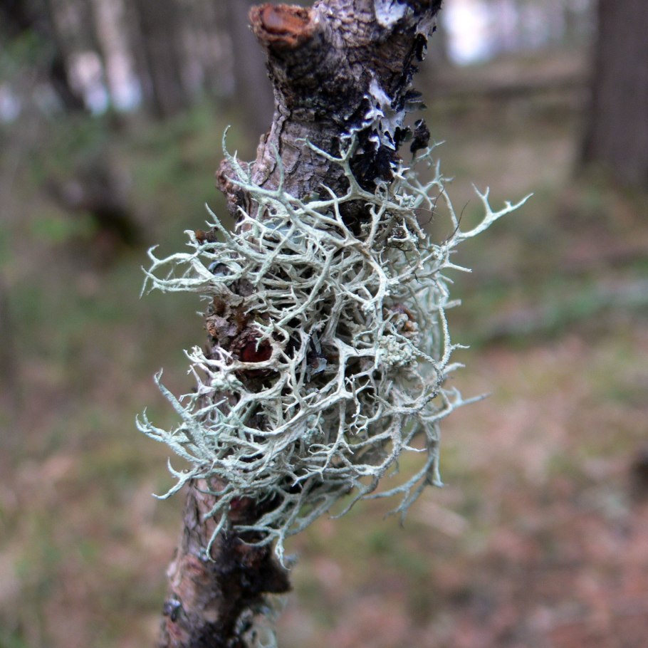 Уснея бородатая внеярусная