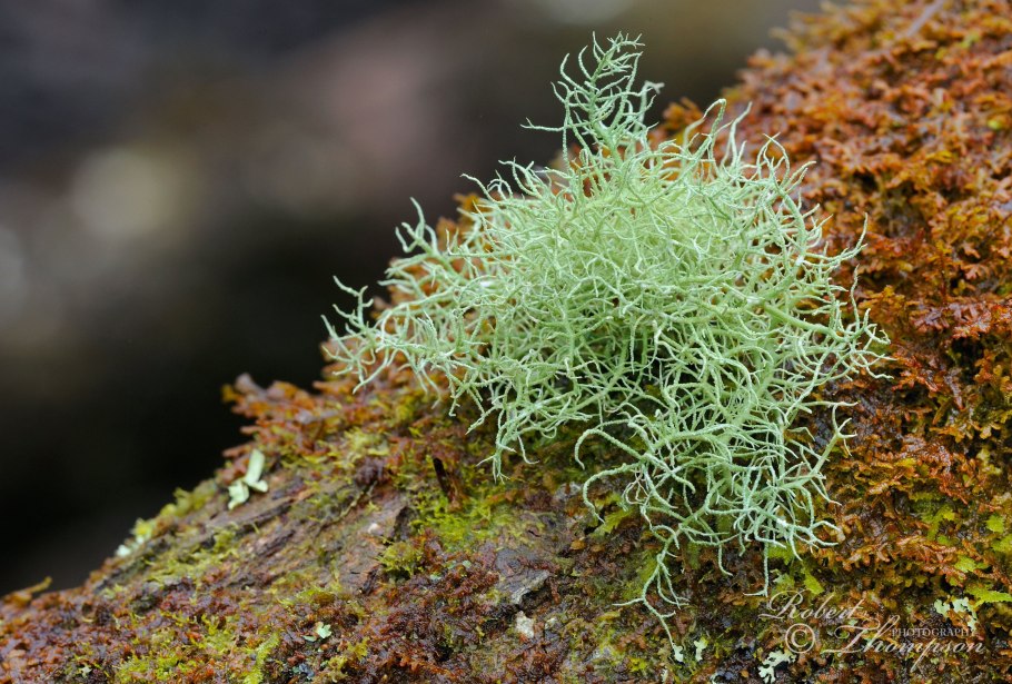 Уснея Кедровая