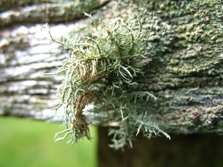 Уснея на лиственнице