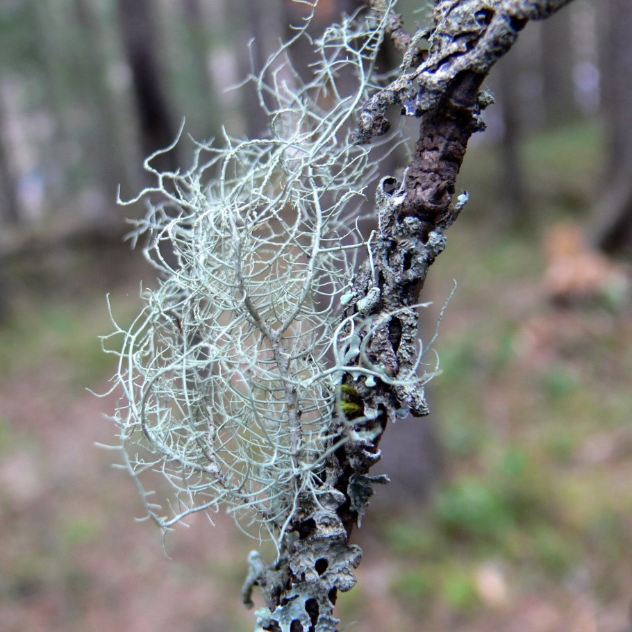 Уснея бородатая Кедровая