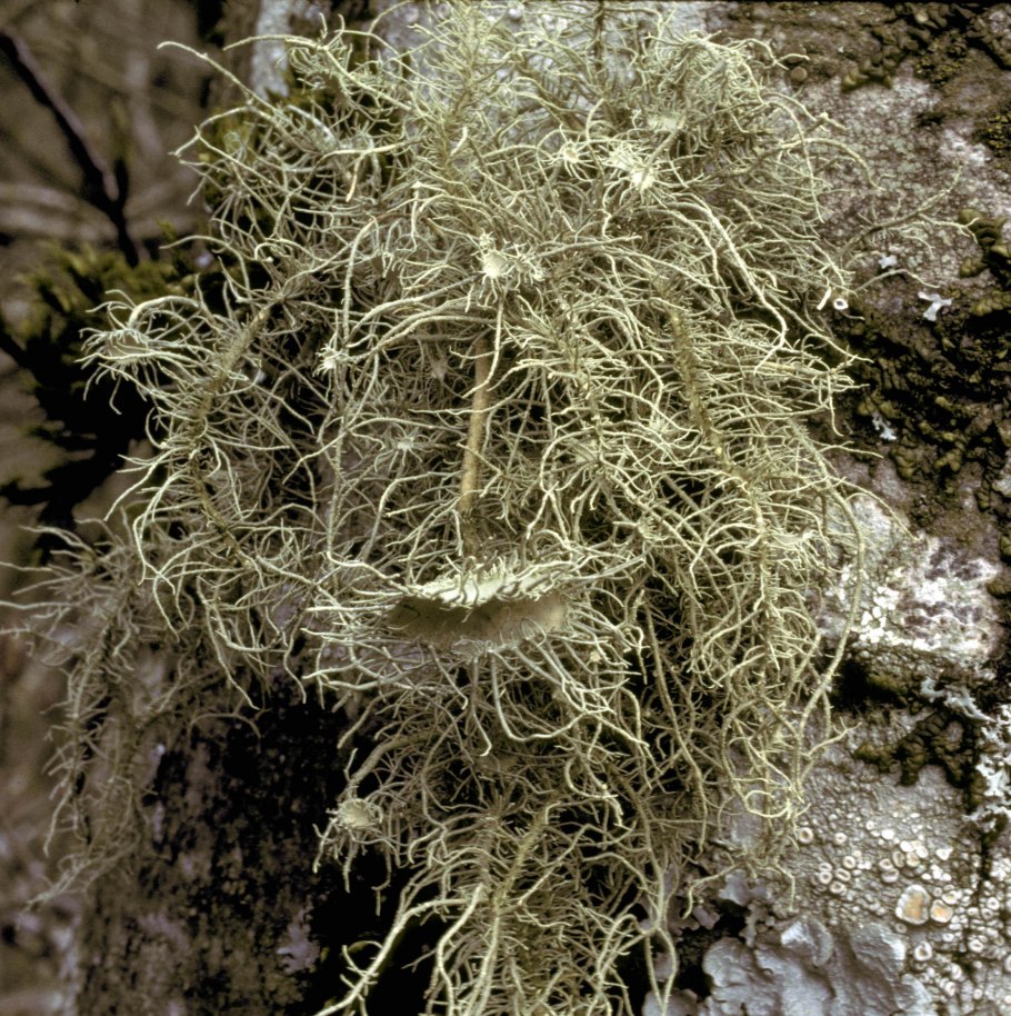 Уснея бородатая лечебные