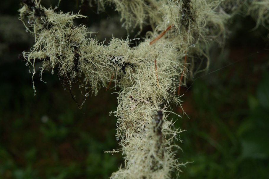 Уснея лишайник