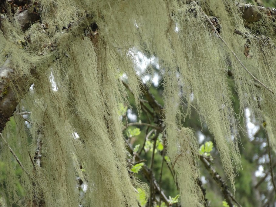 Уснея бородатая лишайник