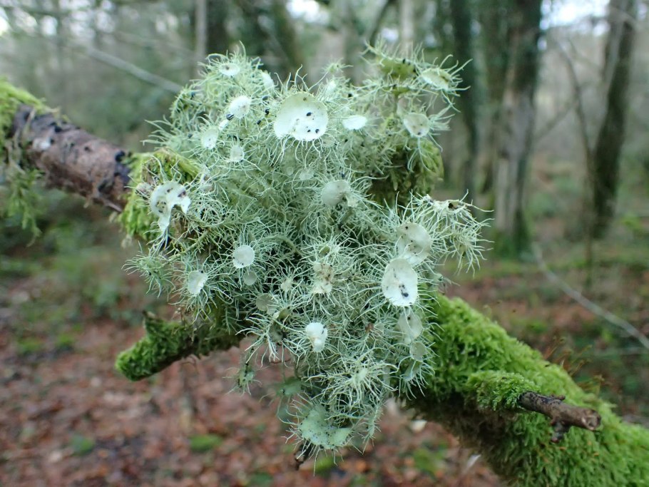 Уснея Цветущая Usnea Florida