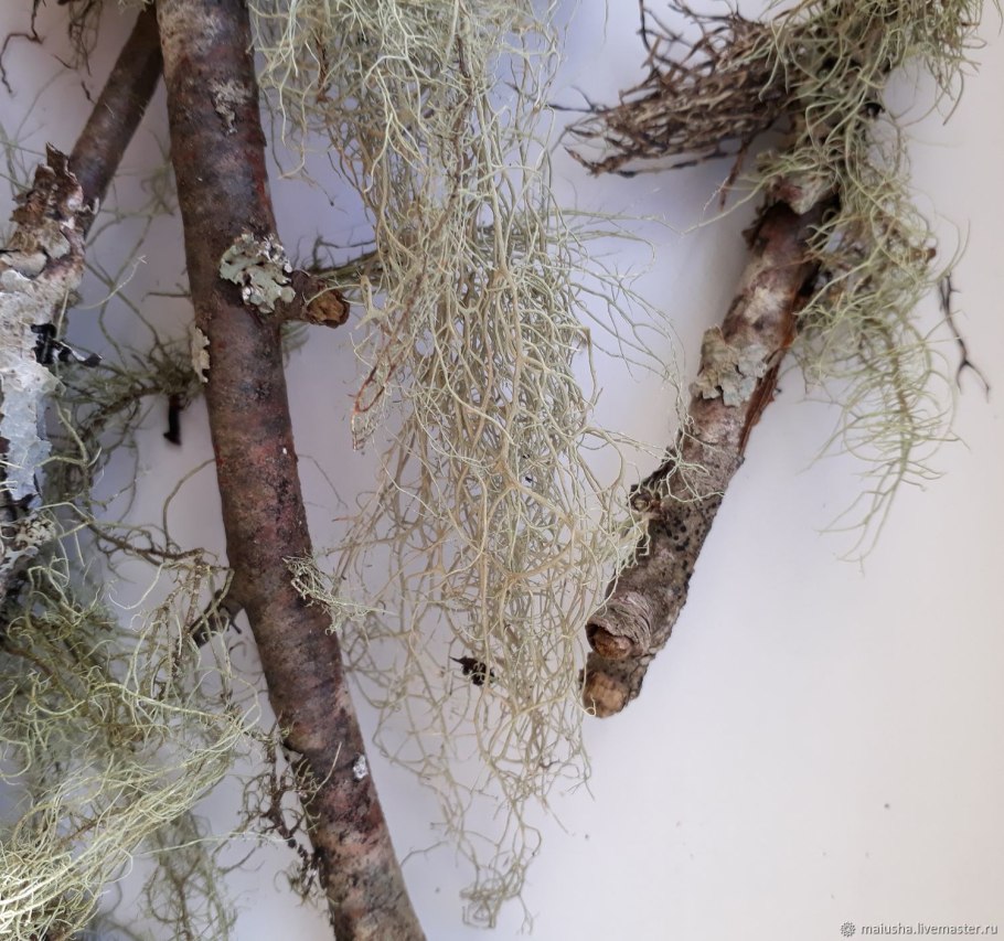 Уснея бородатая лишайник уснея бородатая