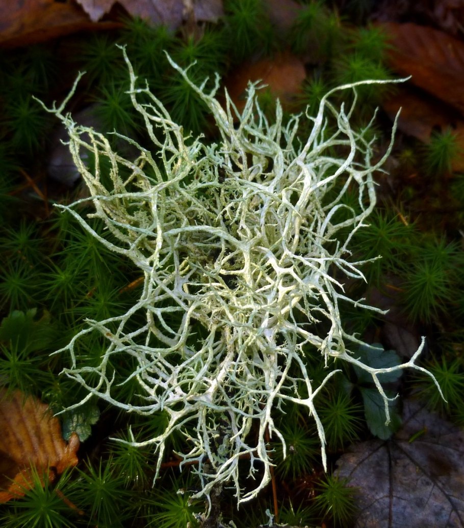 Вислянка лишайник