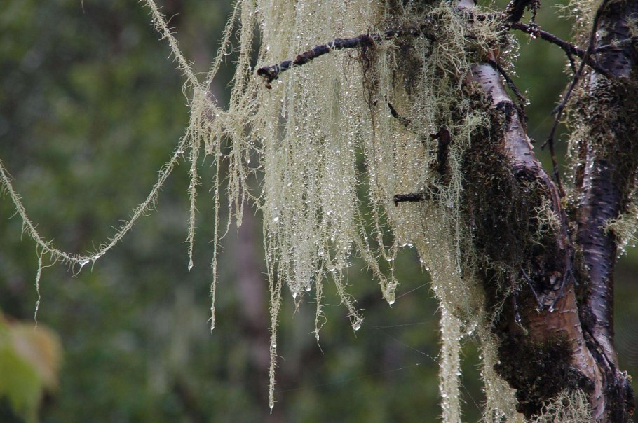 Уснея Хирта