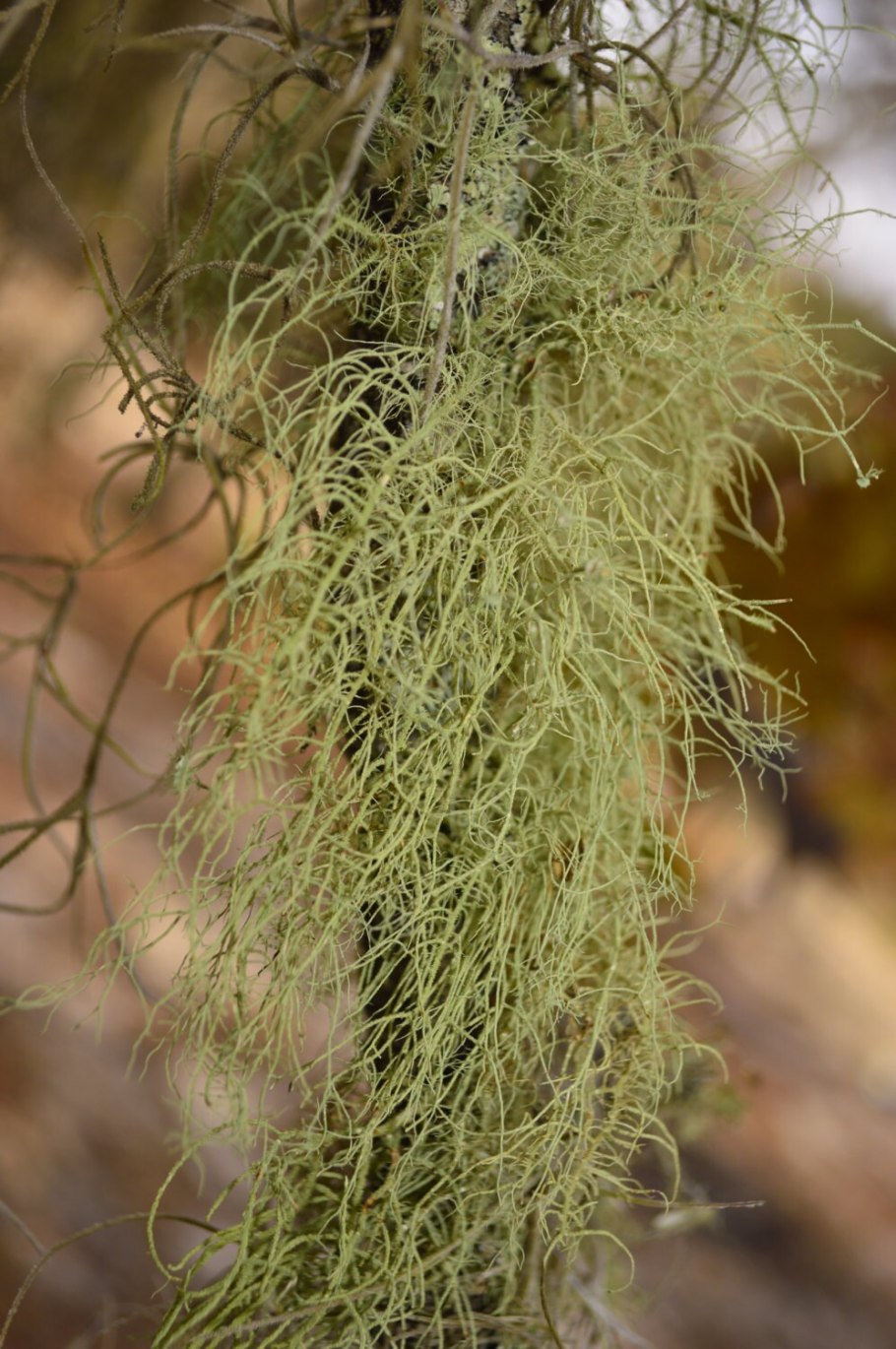 Алектория бледно-охряная