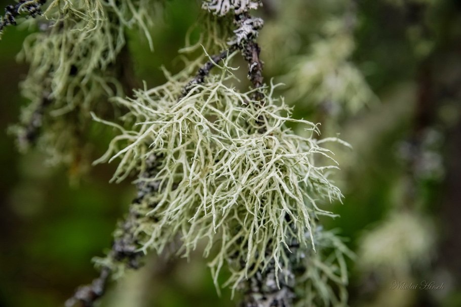 Уснея Лапландская