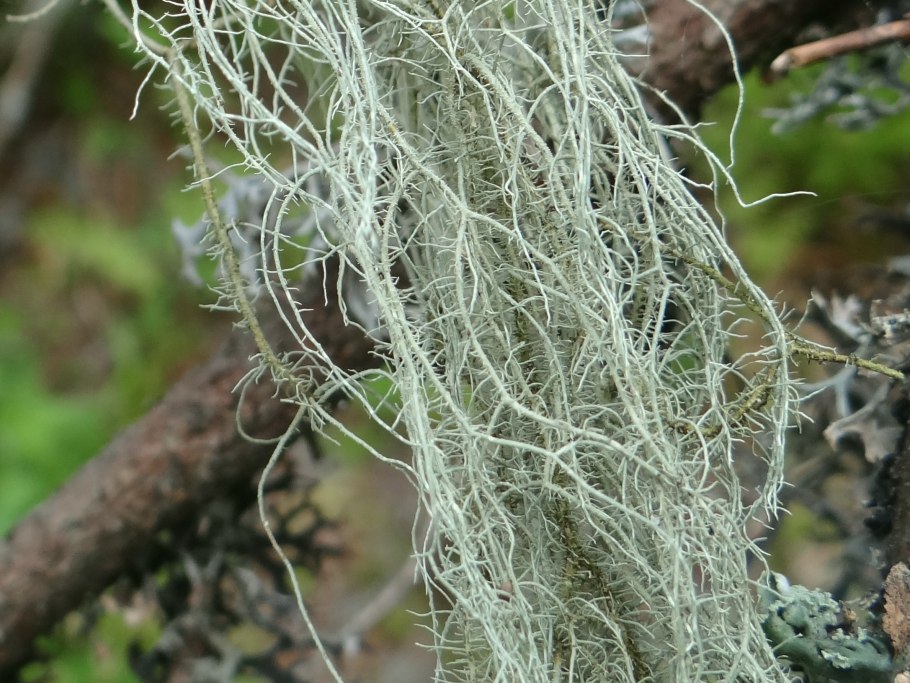 Лишайник Usnea Filipendula
