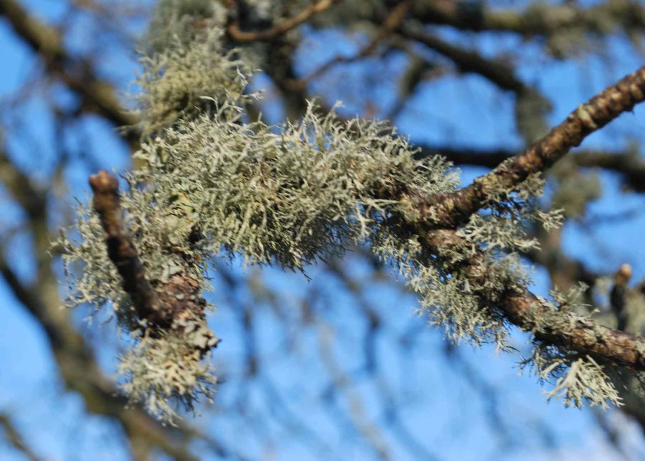 Usnea SP