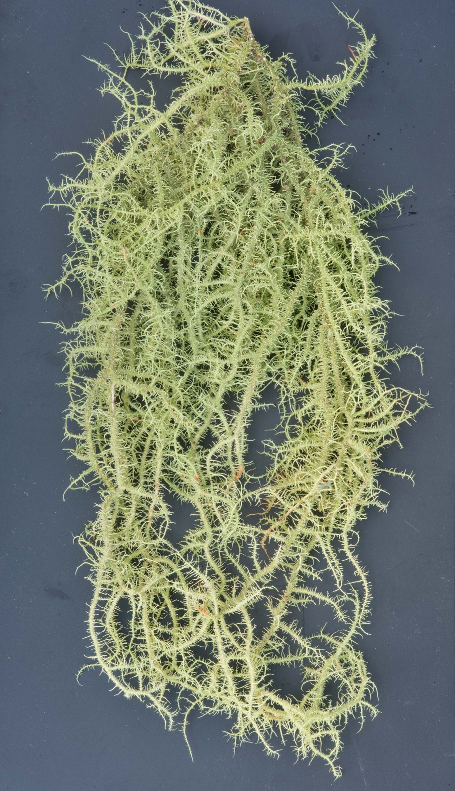 Уснея лишайник