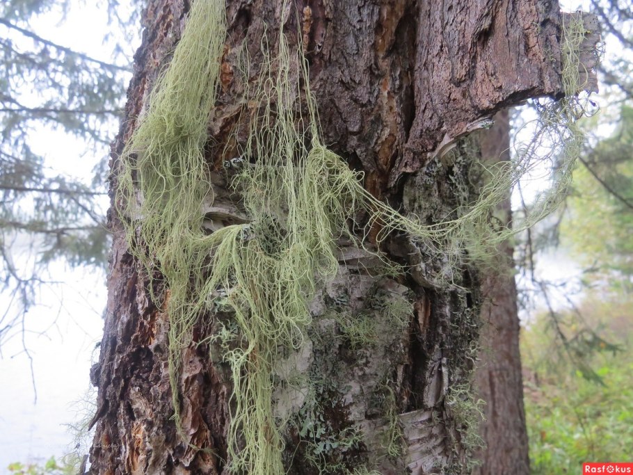 Уснея жестковолосистая