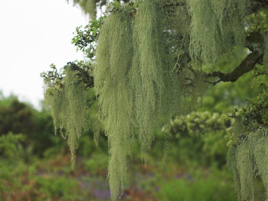 Уснея лишайник