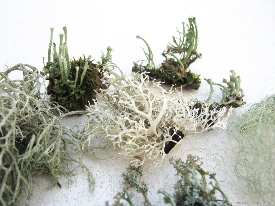 Usnea glabrescens