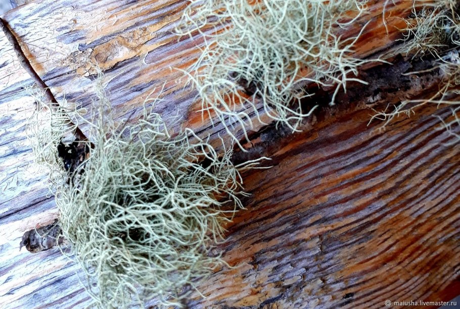 Листоватые лишайники уснея