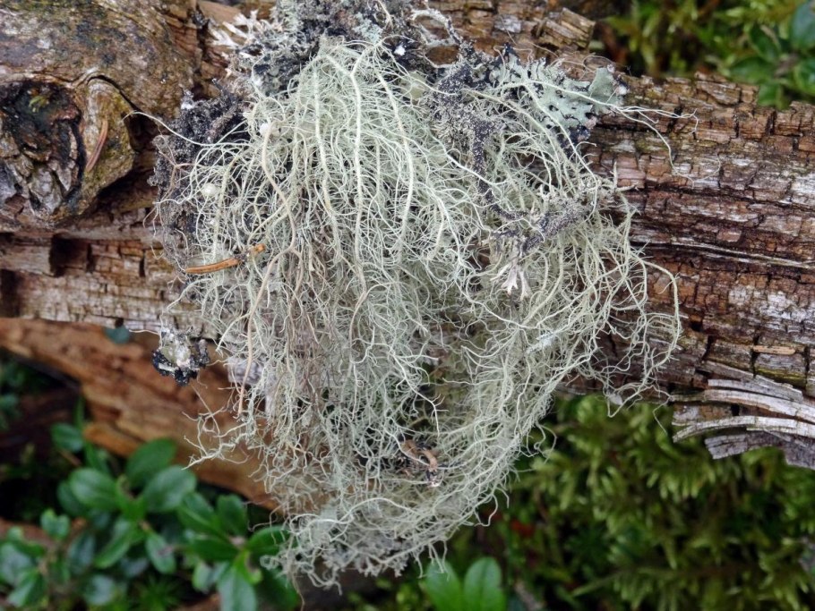 Лишайники Эпифиты на деревьях