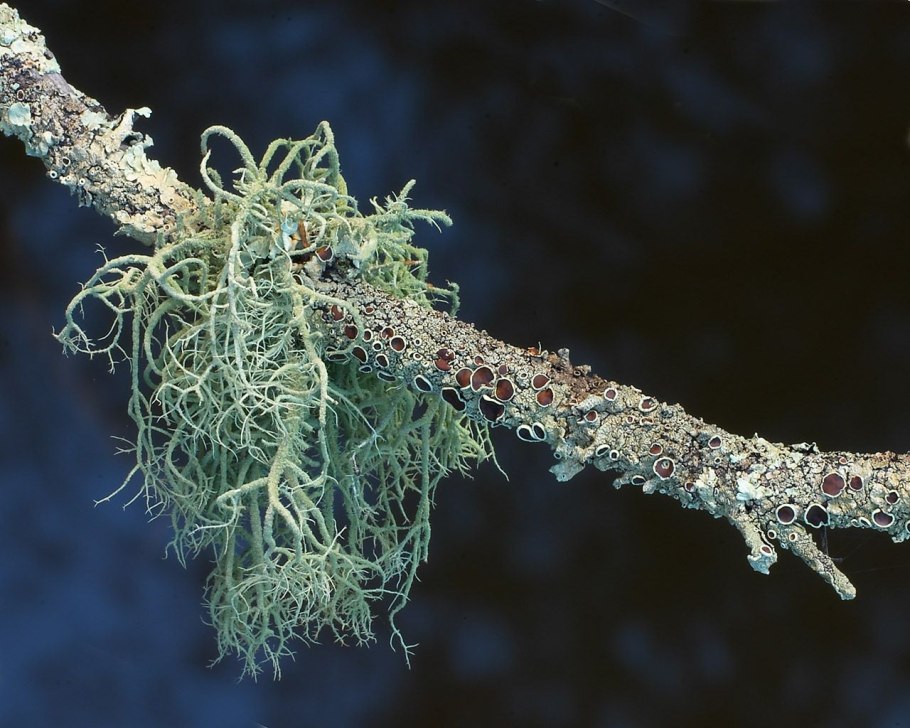 Уснея Кедровая