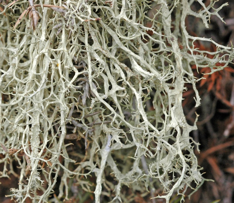 Usnea subfloridana