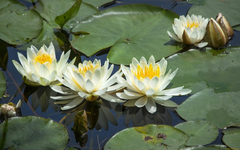 Кувшинка белая (водяная Лилия) Лилия