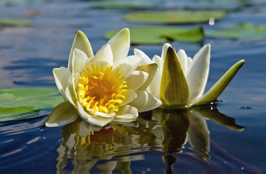 Лилия нимфея