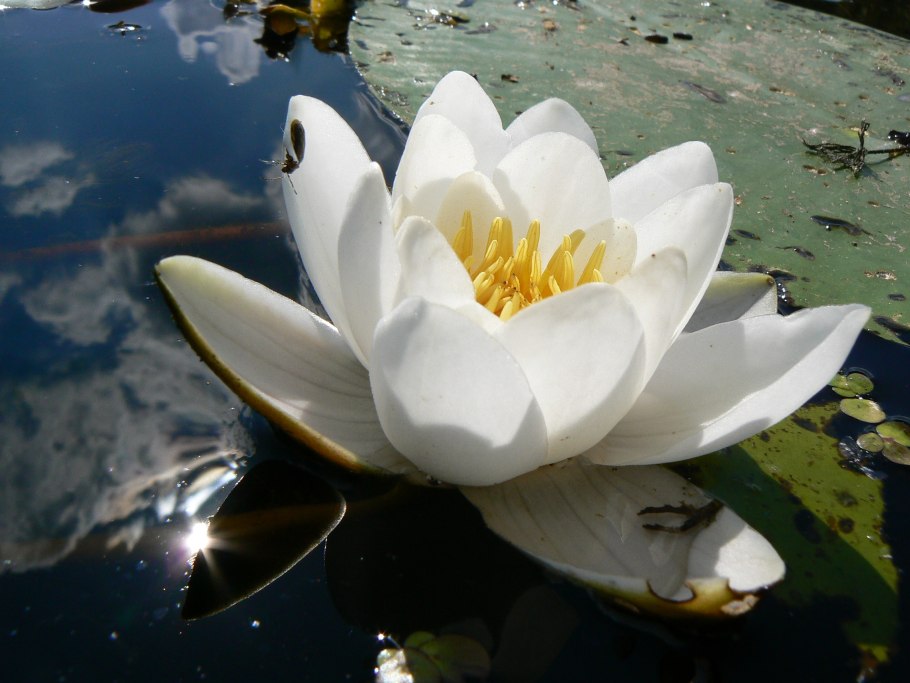 Кувшинка белая Болотная