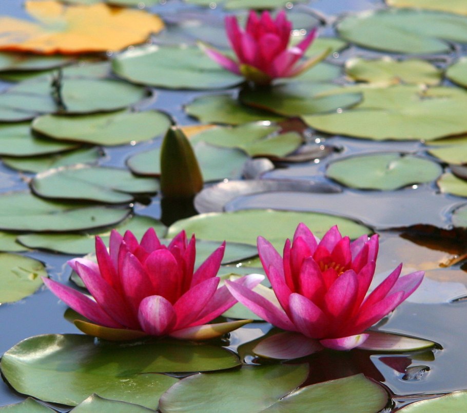 Кувшинка белая водяная Лилия