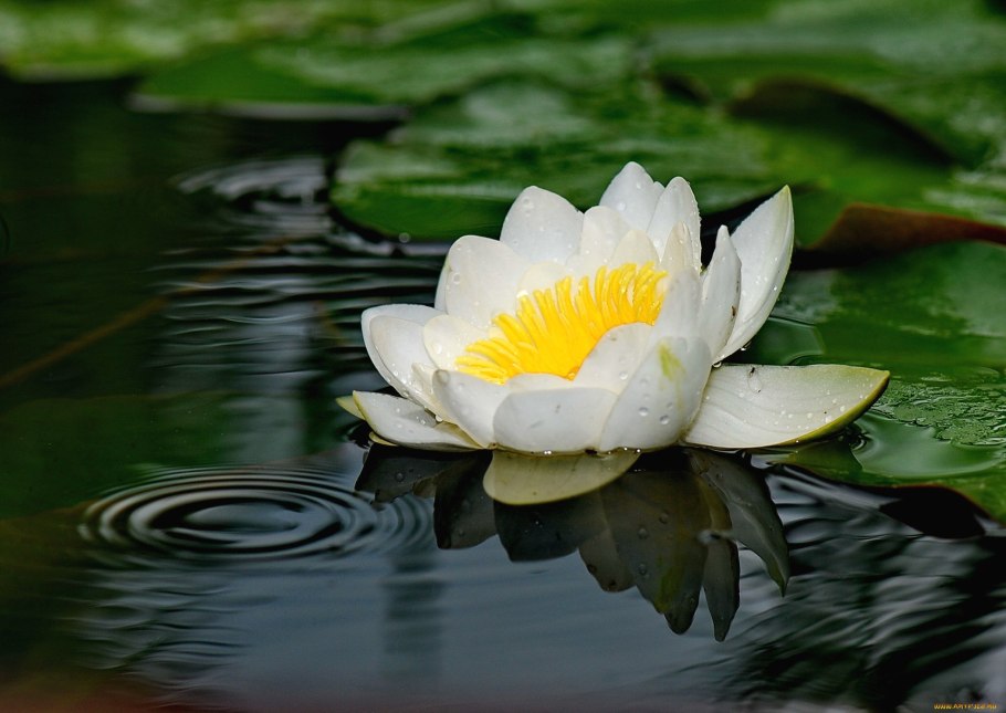 Растение кувшинка белая