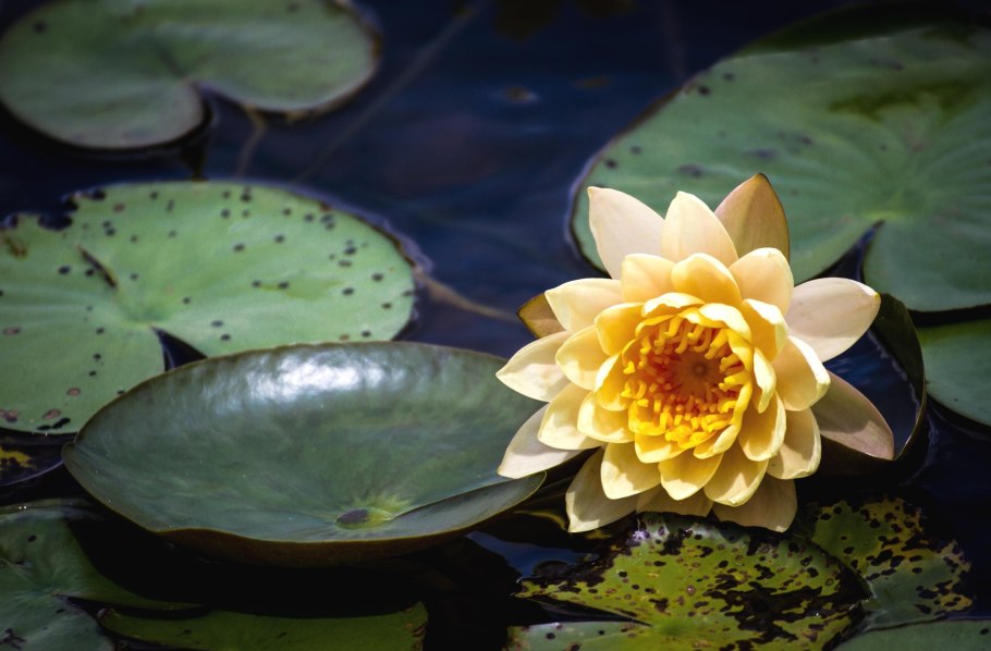 Водяная Лилия/Nymphaea