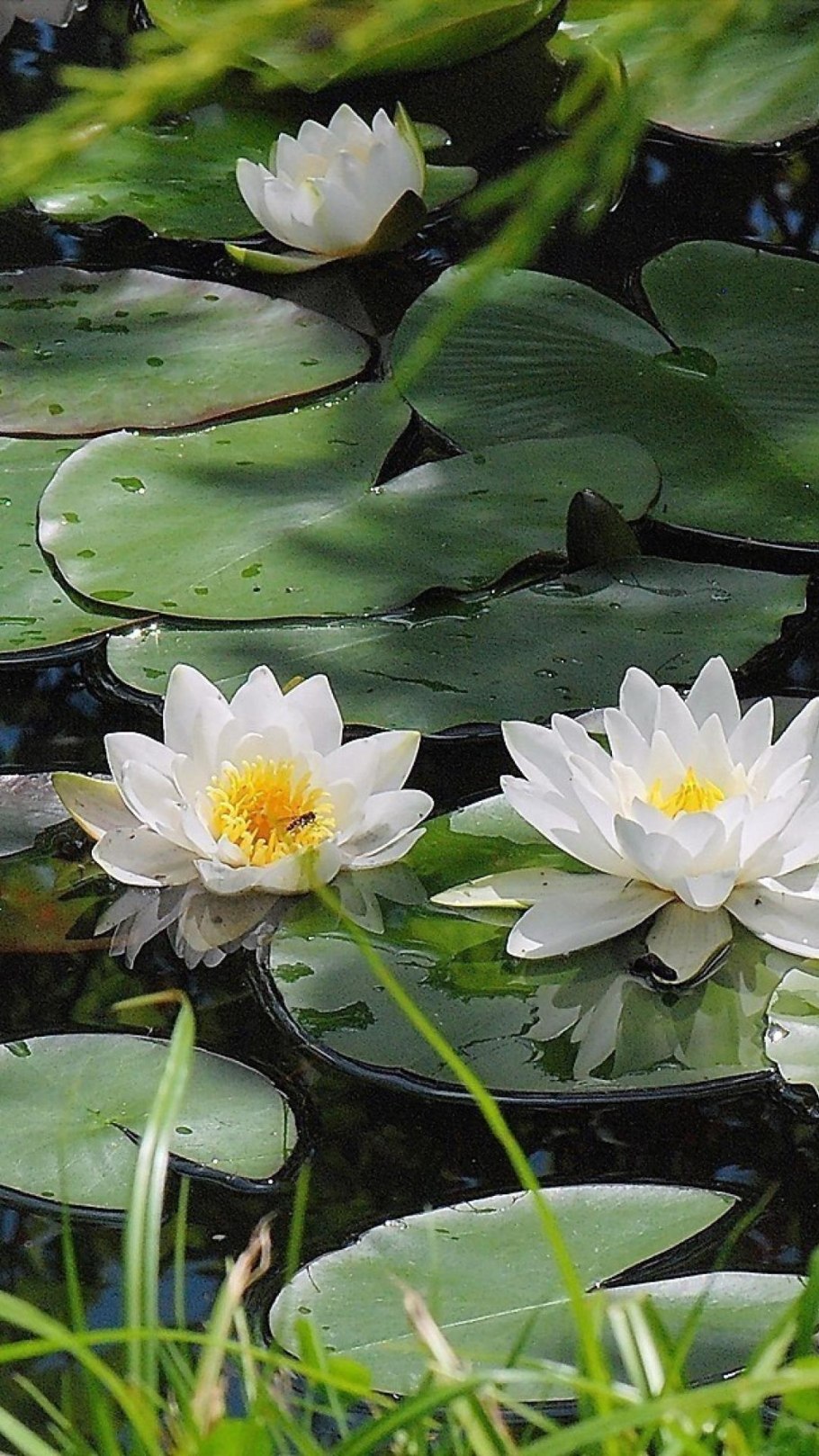 Водяная лилия/nymphaea