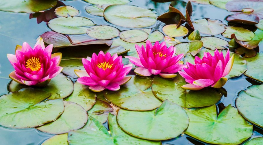 Кувшинка белая (водяная Лилия) Лилия