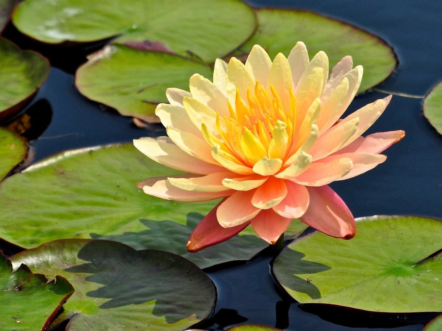 Кувшинка водяная Лилия